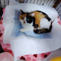 ミケコのその後