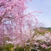 大神神社と天理教本部の桜