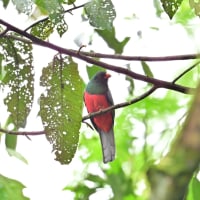 コスタリカ紀行　第2日目　ラ セルバ国立公園編　その４／ミドリキヌバネドリ　オグロキヌバネドリなど
