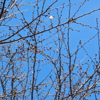 令和6年3月27日（水）六仙公園桜がやっと開花