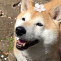 春のお便り♪