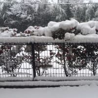 雪