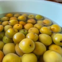 6月21日　梅干し作り