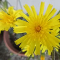 今日の花（ウズラバタンポポ）