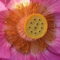 ◆  金野蓮池
