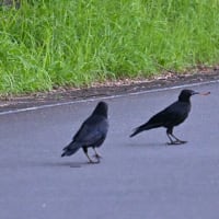 カラスの４羽家族