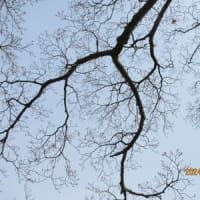 3月19日　大中公園　サクラ つぼみ少し膨らむ　モミジバフウ冬芽・ カツラ  雄花つぼみ