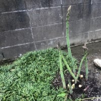 続日々格闘(◎_◎;)～菜園ライフ４０８