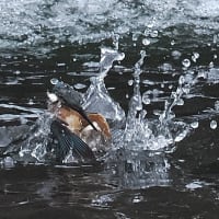 白波の中の魚獲り　2025.7.11