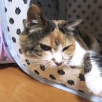 「偏食はほどほどに」