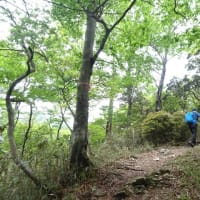 地蔵峠の先で　咲いている”白い花”