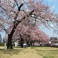 会津の桜