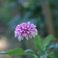 花と緑の学習園へ～♪