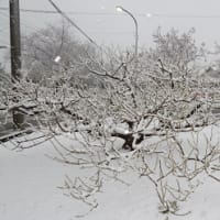 　　　　　　大雪　の　中
