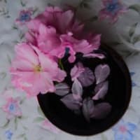 あがきの花見