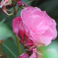 2025.07.03 夾竹桃の花