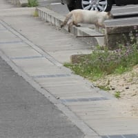 特になし