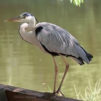 アオサギ　お立ち台の上で