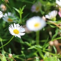 エリゲロンの花