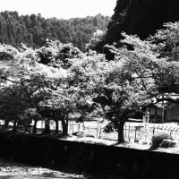 2025年5月3日　今年も孫たちと行ってきました。土山の黒滝遊漁所