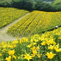 ゆりの園