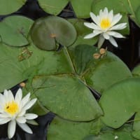 多気町「丹生大師の睡蓮の花」見てきました～(^^)