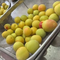梅干し作りの手伝いです。