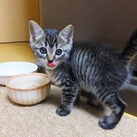 ミミの日