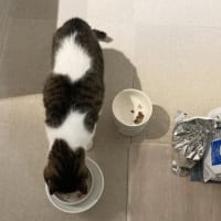 本日の猫たち#230