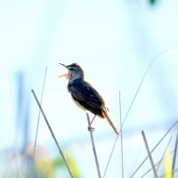 05/23探鳥記録写真-2：某池のオオヨシキリ