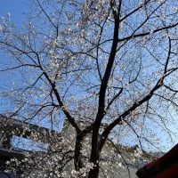 あまり桜を楽しめなかった関西紀行（2024年3月～4月）（Day-3-8）（14）