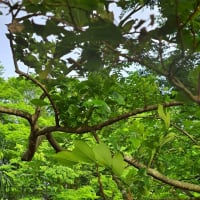 エノキの葉、オオムラサキの食草