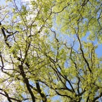 愛媛県西条市、周布字鈴ノ本「周敷神社のクスノキ３本」です！！