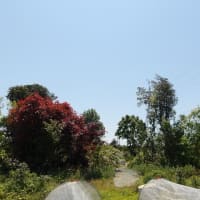 遠い東端はカボチャ植え付け