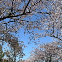 (4/14) 飛行機と桜@成田市さくらの山① (離陸)