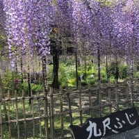 藤の名所　白毫寺（びゃくごうじ）へ　