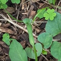 動物の名前の植物 烏柄杓