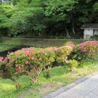 日曜朝のグリーンエクササイズ：千秋公園はサツキが咲いていました。