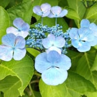 梅雨・梅の実色づいて。