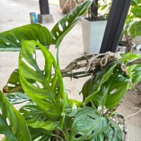 観葉植物