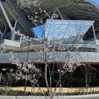 桜が咲きました！広島市の新サッカースタジアム・ピースウイング広島に咲くサクラの木