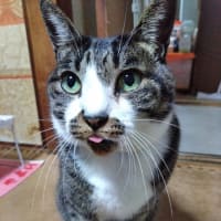  5月18日（日）三毛猫ちゃん
