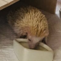 10月26日　シオちゃん☆彡お星さまになりました