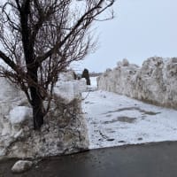 一進一退の春の訪れ
