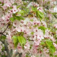 近況報告と桜色々