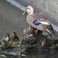 幼鳥カルガモの群れ＆親の姿、ドキドキ眺め　(　岐阜県美濃地方　)