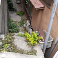 「男はつらいよ 寅次郎紙風船」の撮影現場ー３