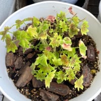 ゴーヤの季節がやってきた