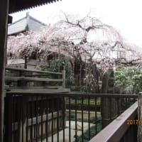 2019年の玉蔵院の桜