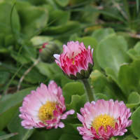 北海道の春から初夏の花、デイジー4-3